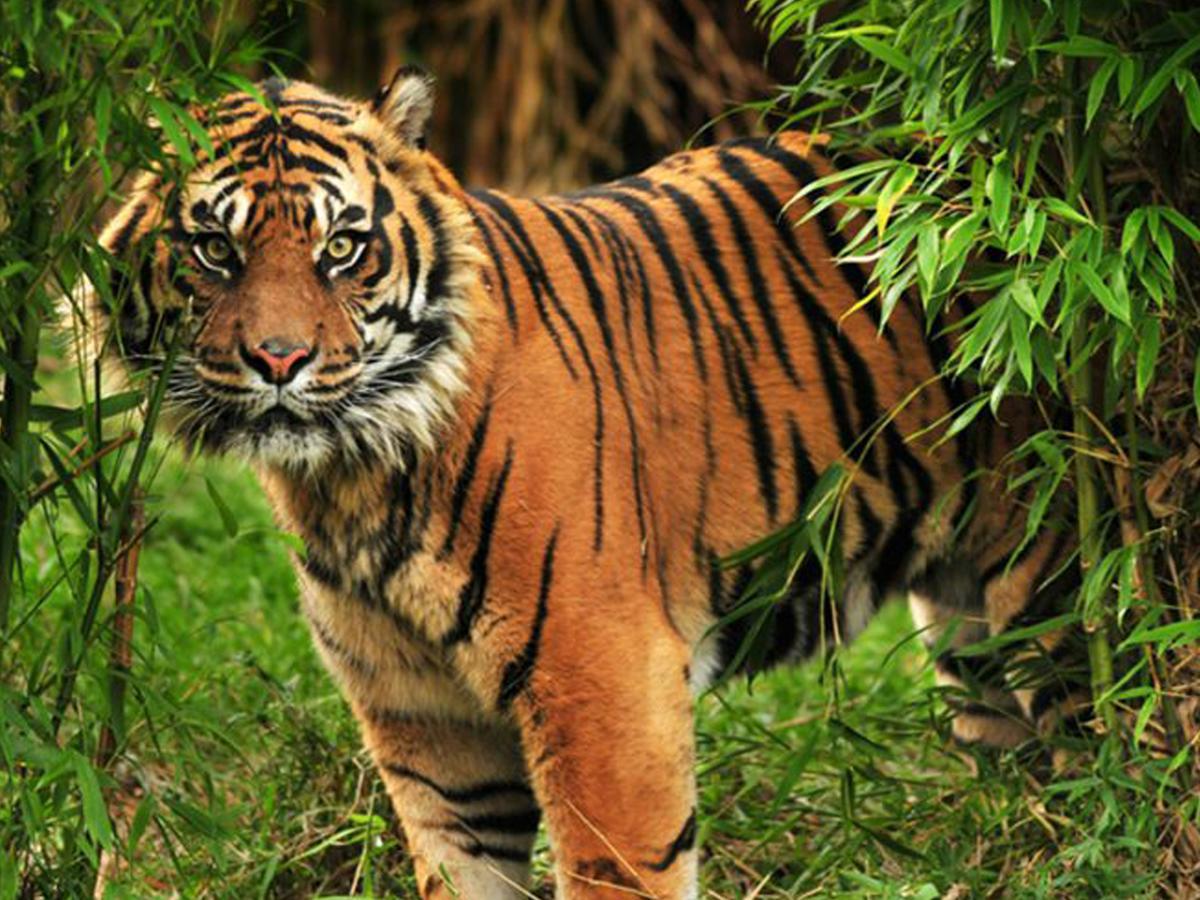 Corbett Treat Resort ラムナガル エクステリア 写真